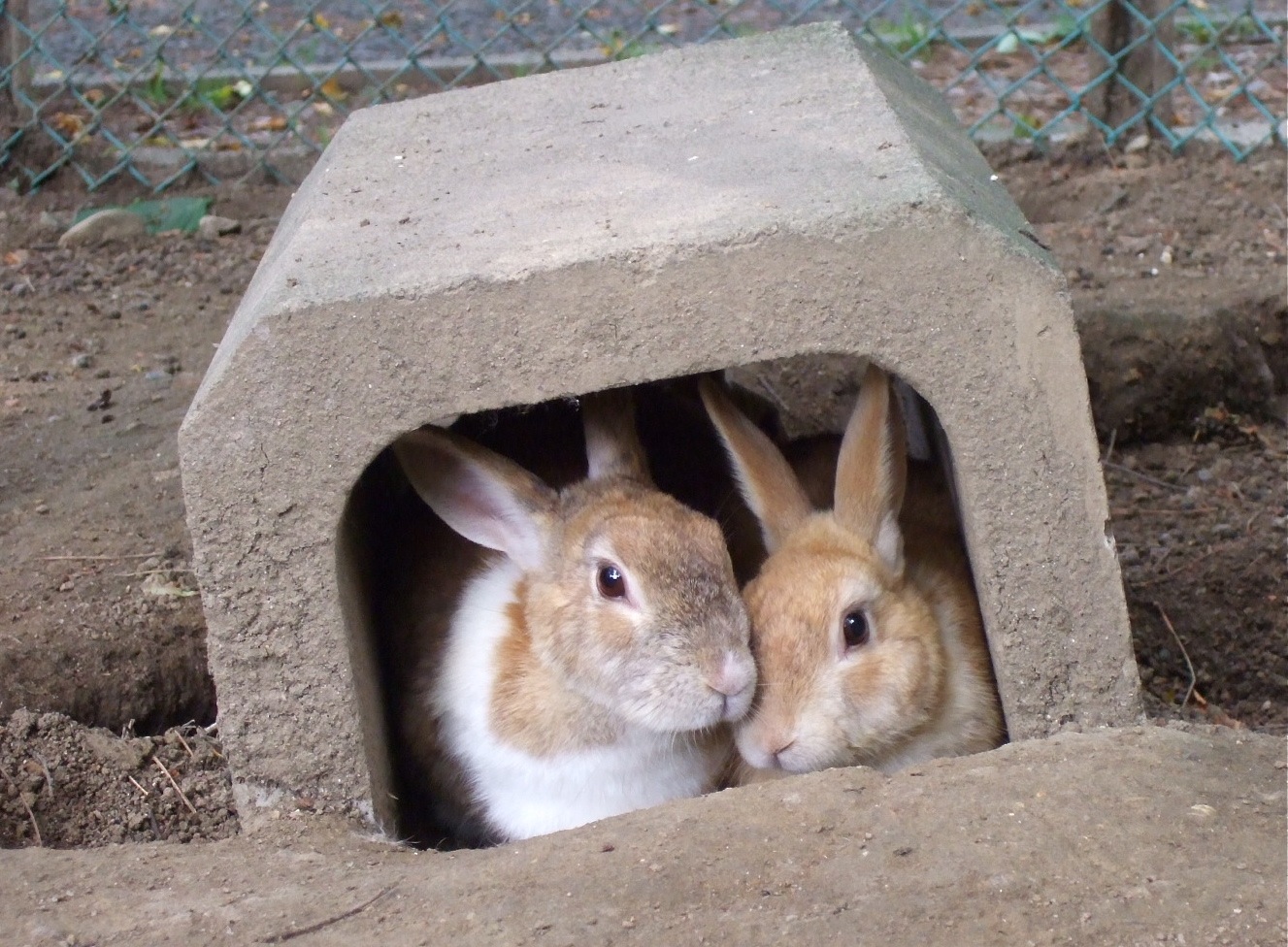 ウサギ穴が激しく増殖しているのです ふしぎの里 遠野を行く