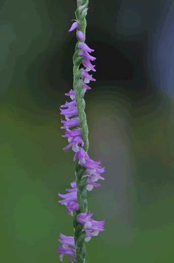 c0093046_6581027.gif