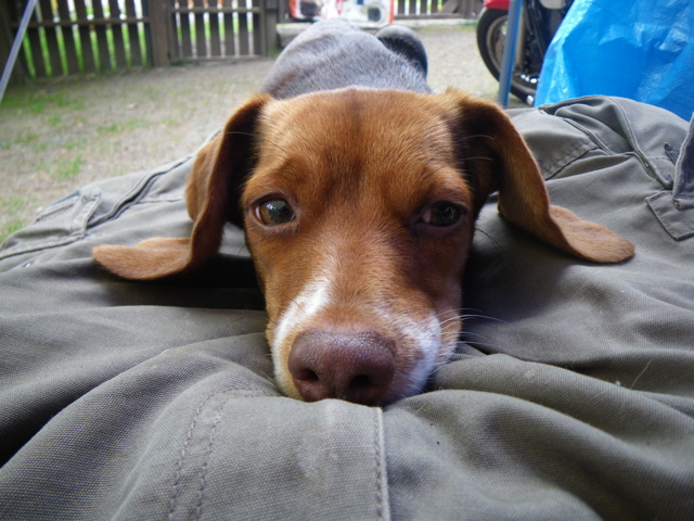 f0046250_1551090.jpg