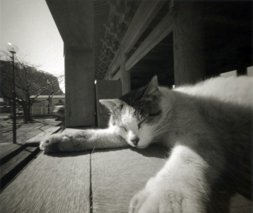 浄妙寺の猫 鎌倉 モノクロピンホール写真 Pinhole Photography_f0117059_1944871.jpg
