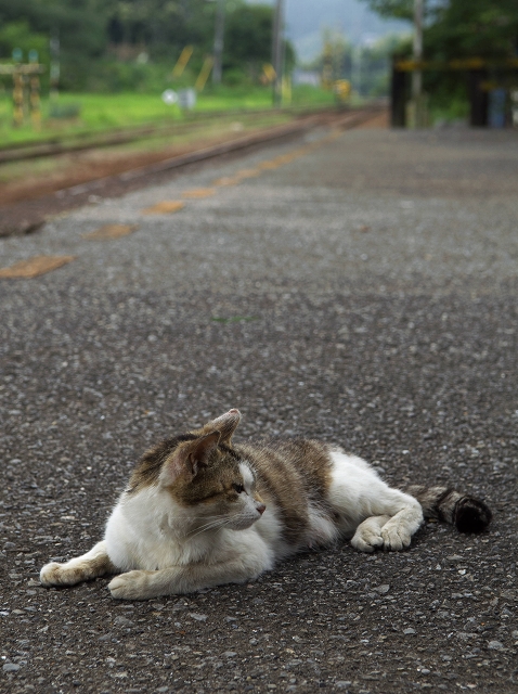 紫陽花の咲く駅　４_f0018464_1412857.jpg