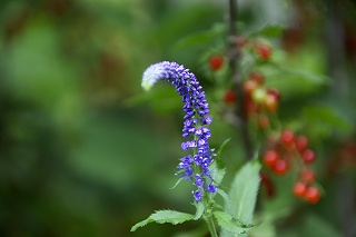 名前にブルーとつく花_a0129867_15344912.jpg