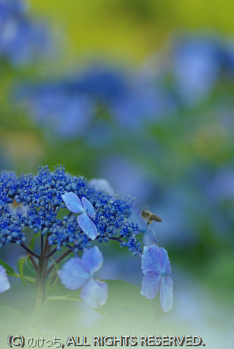 戸川公園と紫陽花～♪　その2_b0136768_12536100.jpg