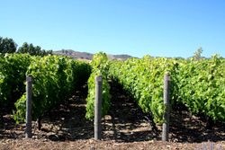 WINERY_f0016271_152666.jpg