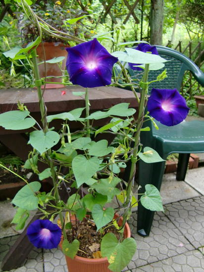 f0059473_1839921.jpg