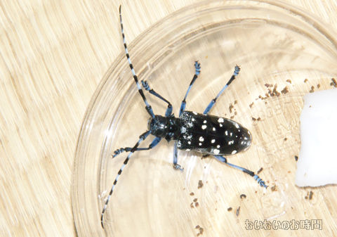 ゴマダラカミキリ 青と水玉模様 むいむいのお時間 ゴマダラカミキリ 青と水玉模様 むいむいのお時間