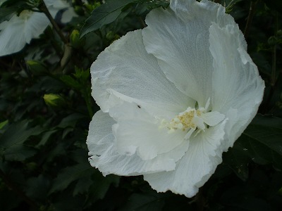 夏の花_a0135990_2295244.jpg