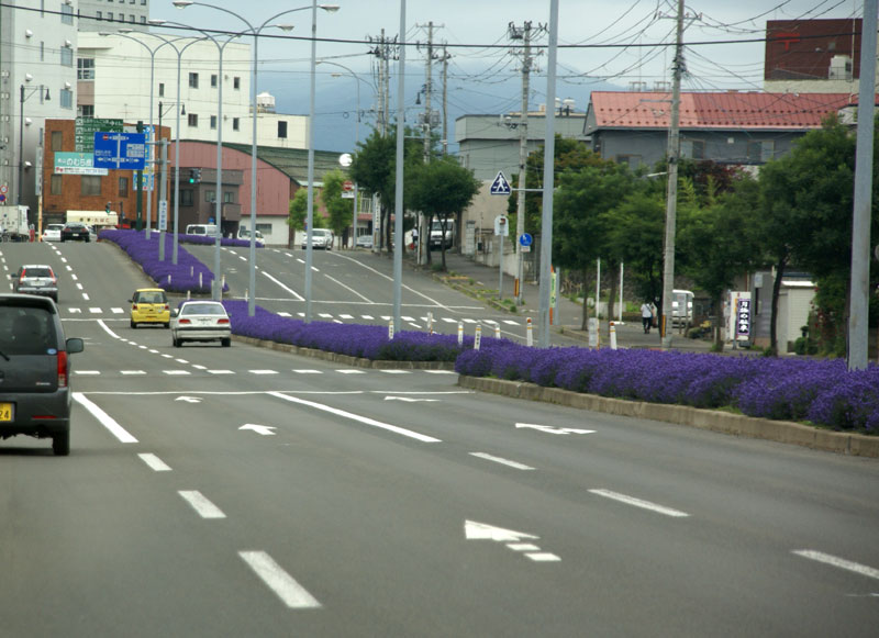 ラベンダー通り(弘前市)_a0136293_15135544.jpg
