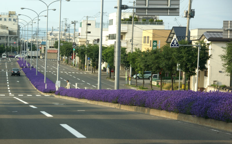 ラベンダー通り(弘前市)_a0136293_15152188.jpg