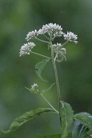d0133693_21325547.jpg