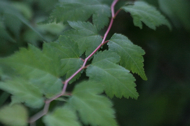 d0133693_2133226.jpg