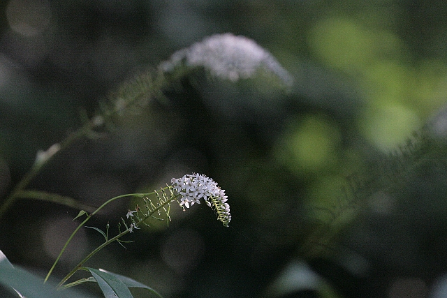 d0133693_2133468.jpg