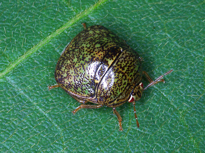 マルカメムシ（西公園 2009/07/02撮影）_f0204094_9584389.jpg