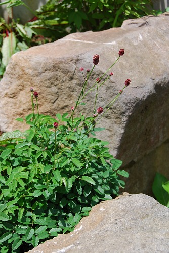 c0124100_16321988.jpg