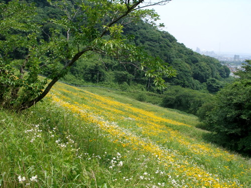 c0036203_6291332.jpg