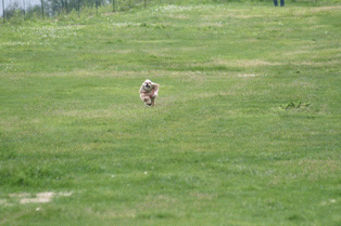 c0128303_2271548.gif