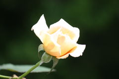 f0052603_23414311.jpg