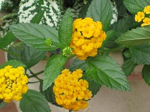 お花のパワー_c0098807_235625.jpg