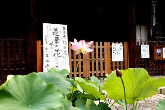 立本寺_e0048413_20494977.jpg