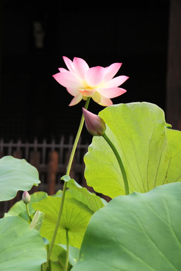 立本寺_e0048413_205027.jpg