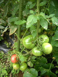f0147922_12323621.jpg