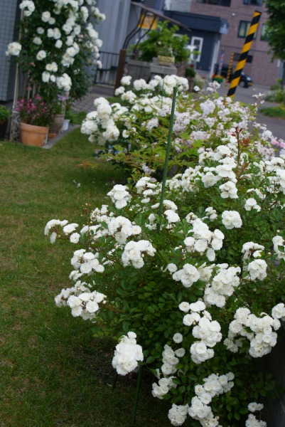 f0170524_1495435.jpg