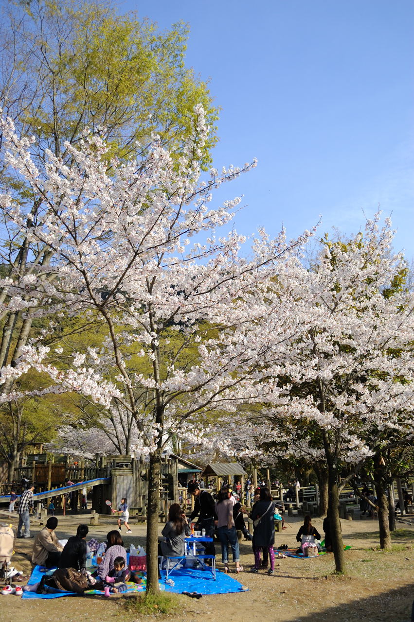 岐阜公園　桜_c0196531_917675.jpg