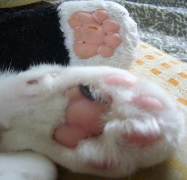 新入り_f0002743_1450151.jpg