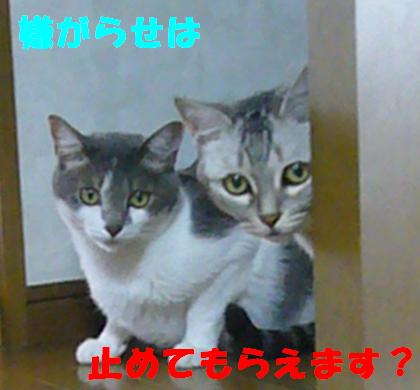 新入り_f0002743_14541318.jpg