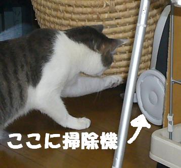 新入り_f0002743_14561836.jpg