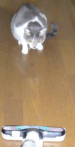 新入り_f0002743_168297.jpg