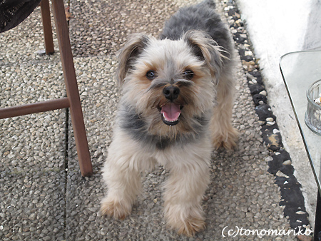 帰って来た飼い主様♪_c0024345_730285.jpg