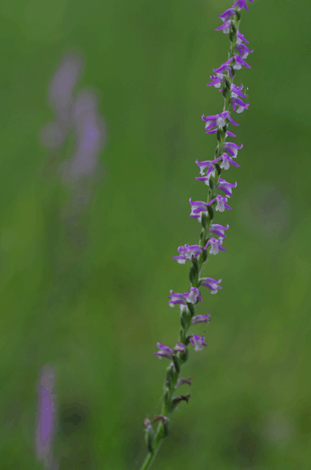 c0093046_781479.gif