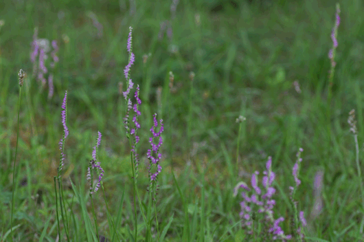 c0093046_783264.gif