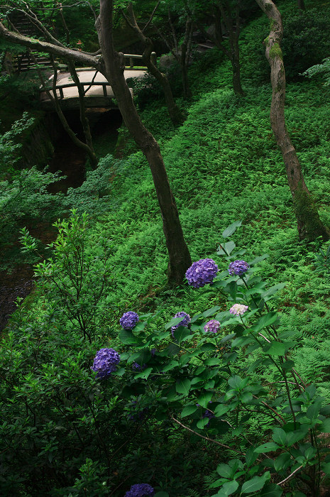 七夕の頃（東福寺界隈）_f0155048_2350257.jpg