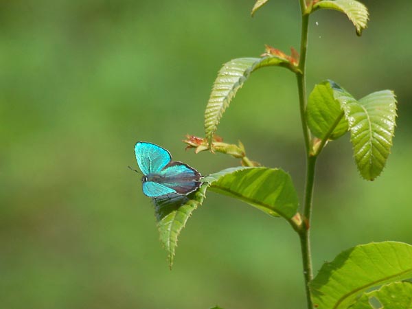 c0045352_1631622.jpg