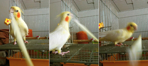 固辞鳥_c0032056_20131872.jpg