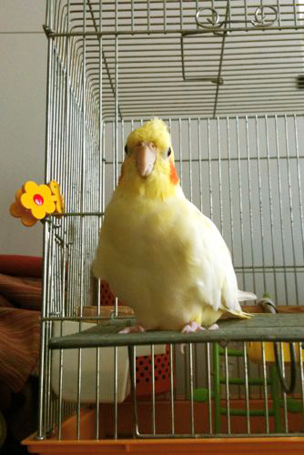固辞鳥_c0032056_20144613.jpg
