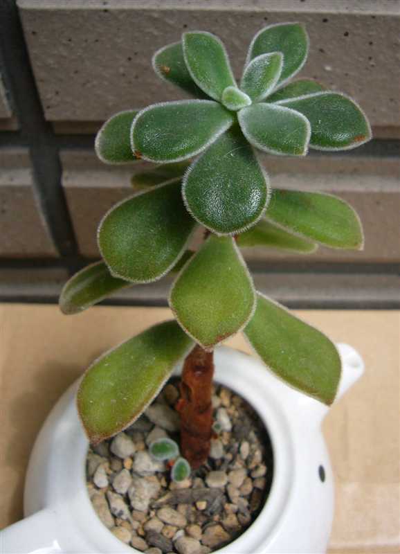 錦晃星（キンコウセイ） : GLOOM 多肉植物
