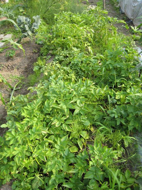 新しい野菜&大収穫&初料理_e0121558_20291153.jpg