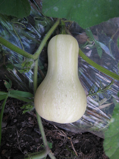 新しい野菜&大収穫&初料理_e0121558_20373246.jpg