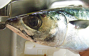 c0143171_13163920.jpg