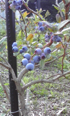 f0161572_11433456.jpg