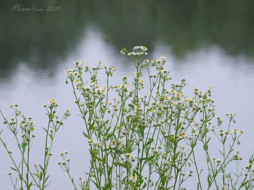 野の花1）_b0078874_18323175.jpg