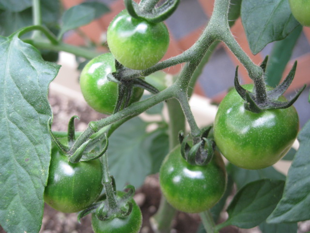野菜の様子_a0008185_81835.jpg