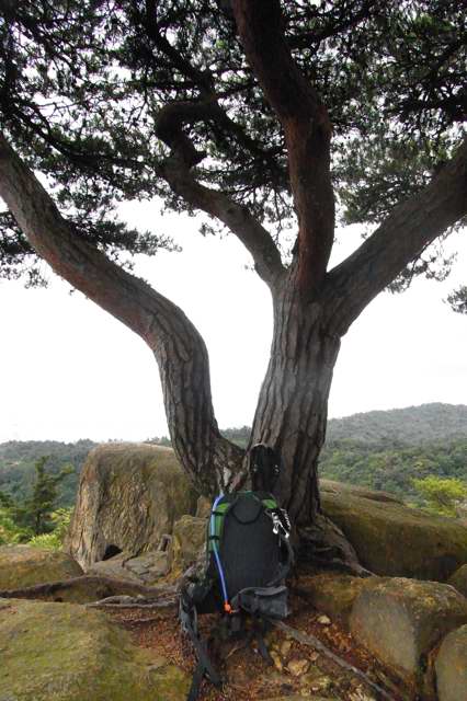 六甲山　荒地山　黒岩、黒松ルート_c0153888_12334792.jpg