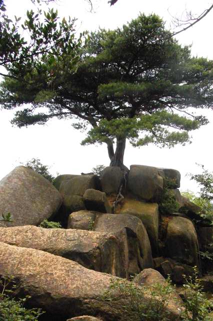 六甲山　荒地山　黒岩、黒松ルート_c0153888_12342471.jpg