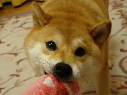七夕_a0126590_2315785.jpg