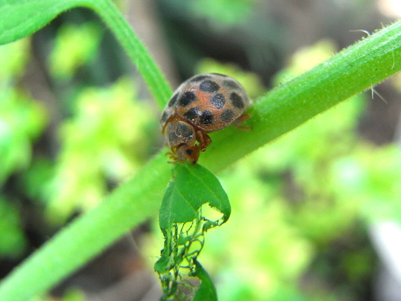 ニジュウヤホシテントウ（赤坂 2009/07/04撮影）_f0204094_102844.jpg