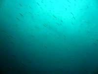 f0079996_14362939.jpg